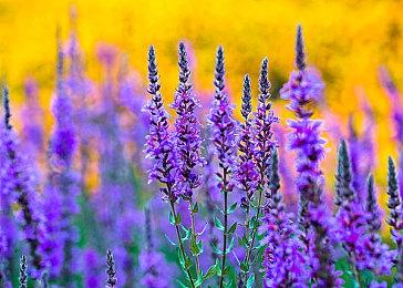 《微软飞行模拟2024》开启预购 Steam锁国区